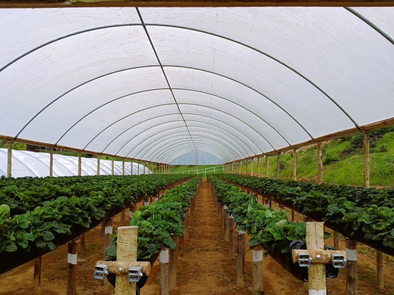 Colha e Pague de Morangos